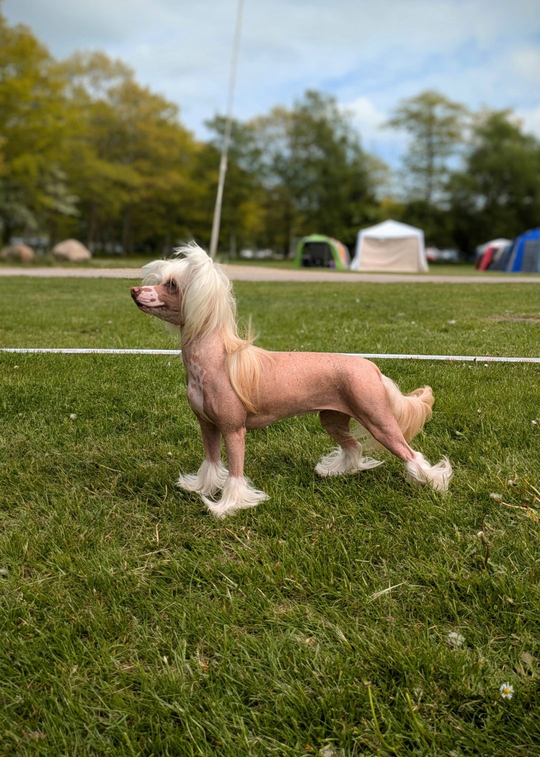 Featured image for “Roskilde Nordic Dog Show”